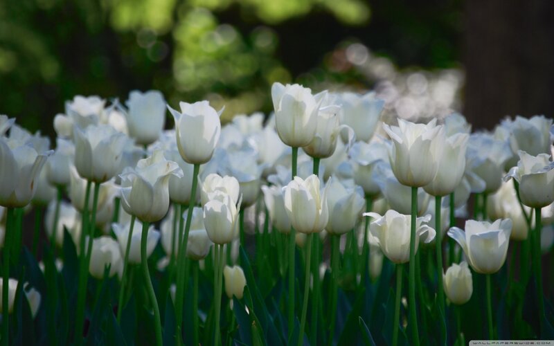 White Tulips in Field — Serene, Spring, Photograph, Green Stems