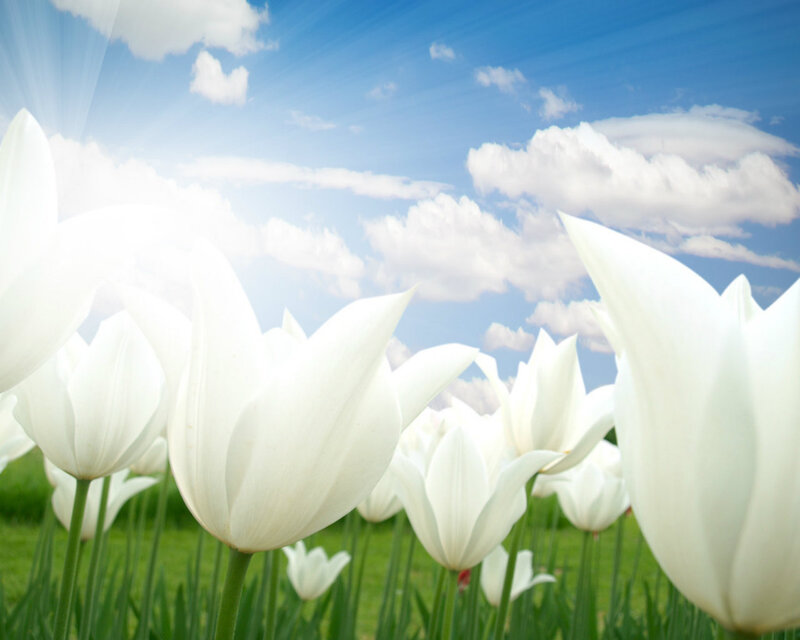 White Tulips in Field — Serene, Spring, Photograph, Sky, Clouds