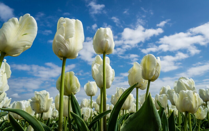 White Tulips in Field — Serene, Spring, Photograph, Sky