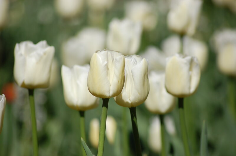White Tulips in Field — Serene, Spring, Photograph