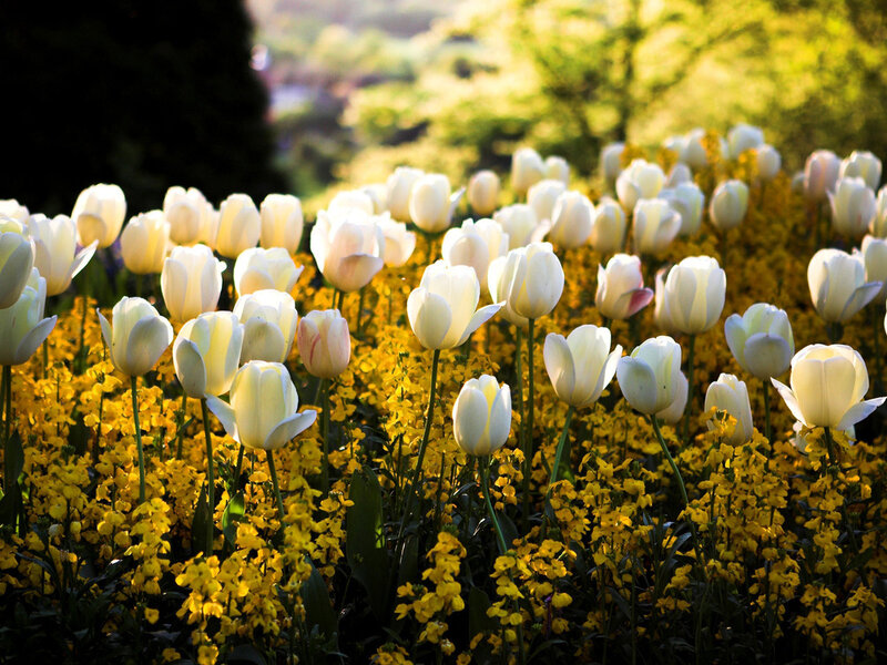 White Tulips in Field — Serene, Spring