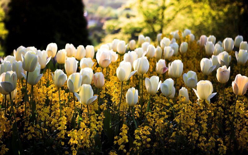 White Tulips in Field — Serene