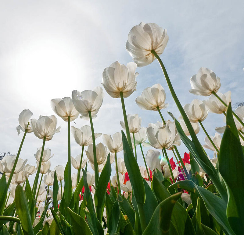 White Tulips in Field