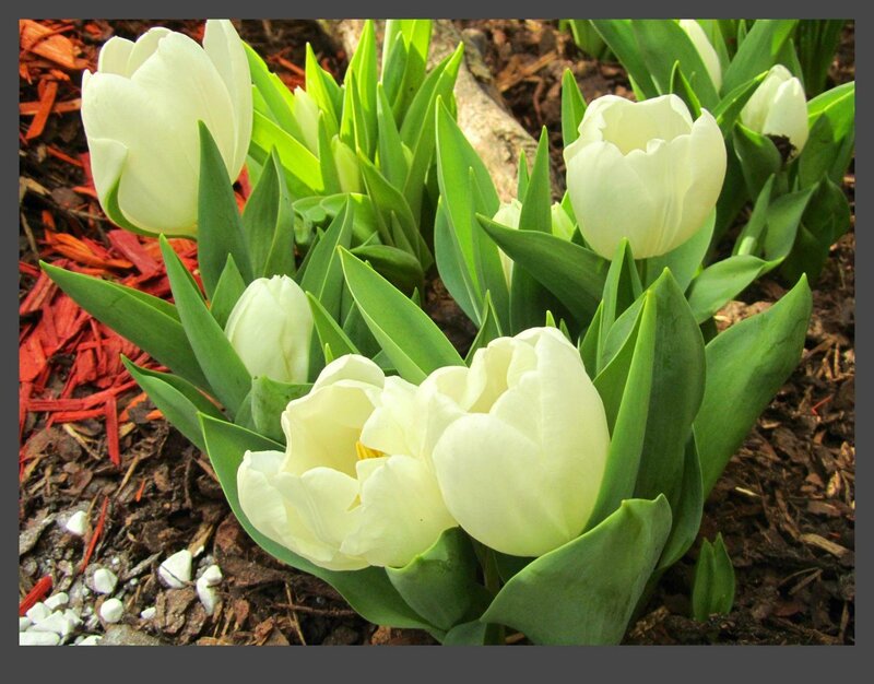 White Tulips in Garden — Calm, Spring
