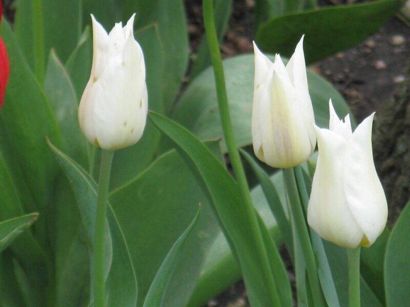 White Tulips in Garden — Calm