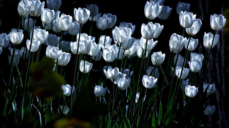 White Tulips in Garden — Dramatic, Afternoon
