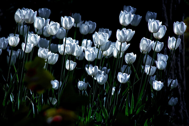 White Tulips in Garden — Dramatic