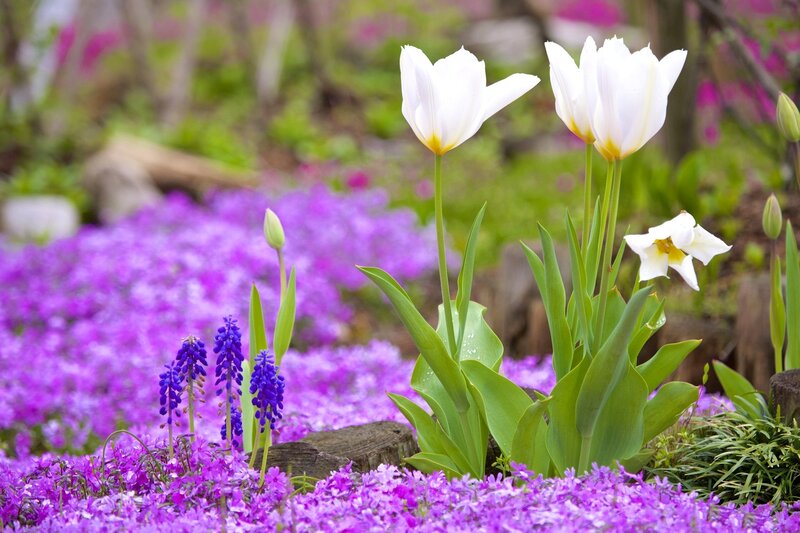 White Tulips in Garden — Purple