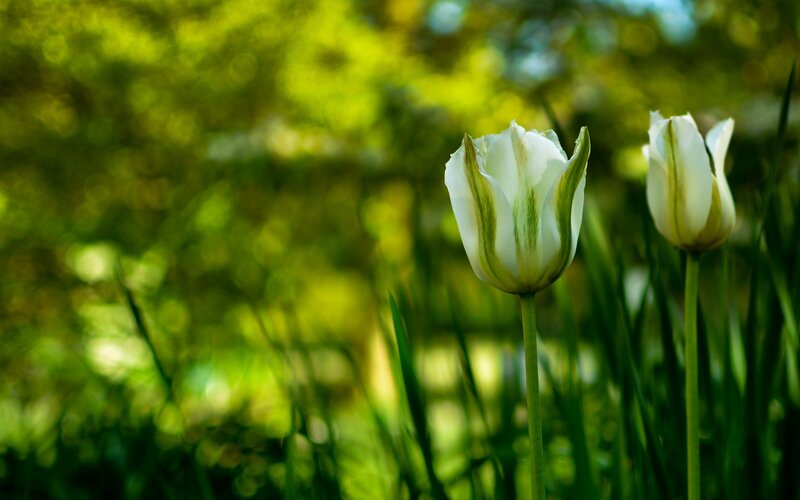 White Tulips in Garden — Serene, Afternoon, Photograph, Flowers, Green Leaves
