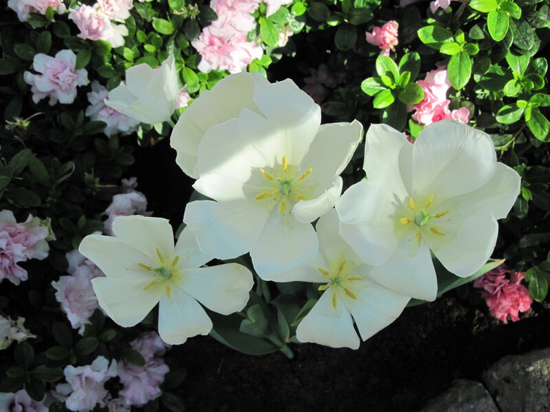 White Tulips in Garden — Serene, Afternoon, Photograph