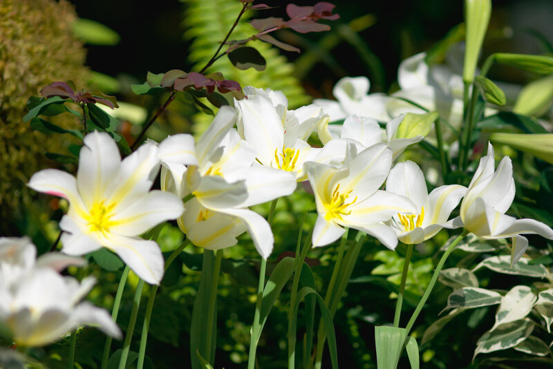 White Tulips in Garden — Serene, Afternoon