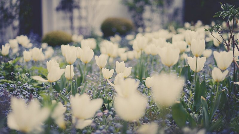 White Tulips in Garden — Serene, Spring, Photograph, Blue Flowers