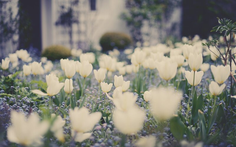 White Tulips in Garden — Serene, Spring, Photograph, Flowers