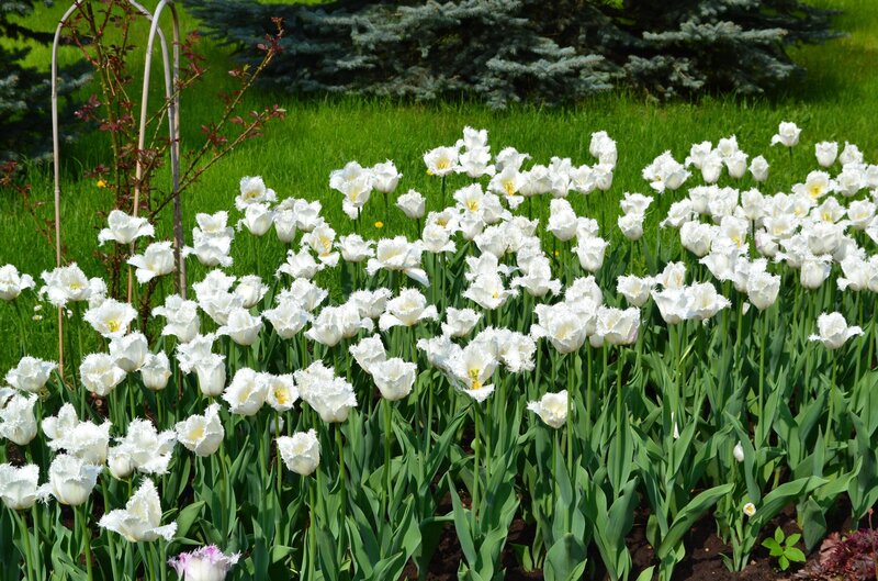 White Tulips in Garden — Serene, Spring, Photograph, Grass