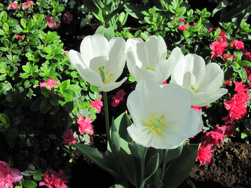 White Tulips in Garden — Serene, Spring, Photograph, Green Leaves