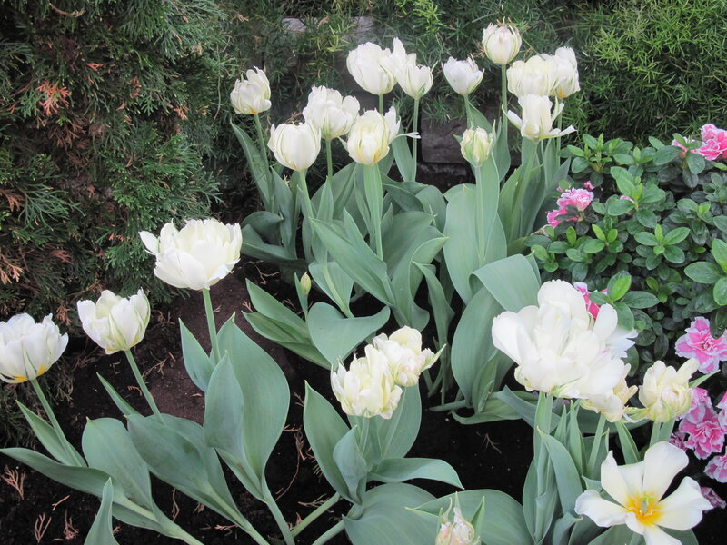 White Tulips in Garden — Serene, Spring, Photograph, Green Shrubs