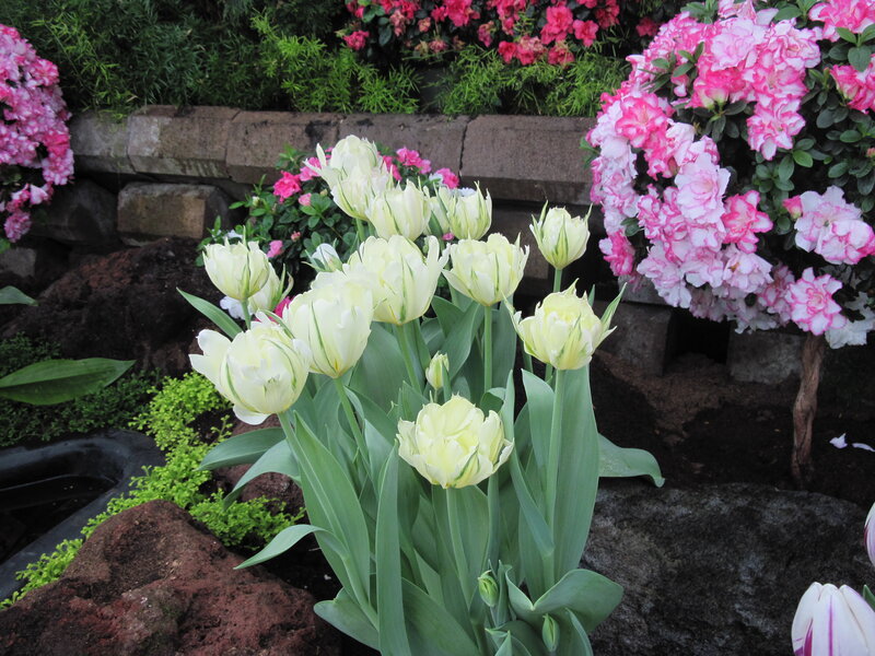 White Tulips in Garden — Serene, Spring, Photograph, Pink Azaleas