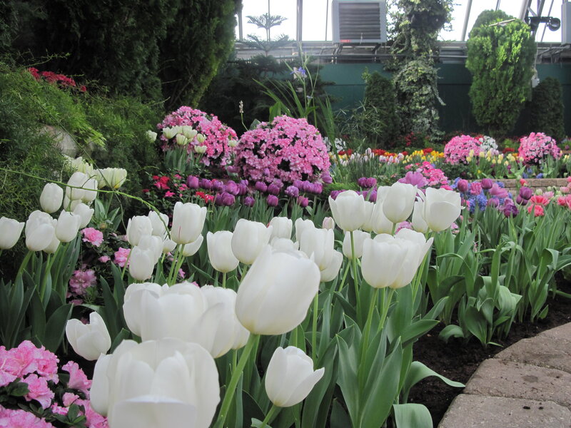 White Tulips in Garden — Serene, Spring, Photograph, Pink Flowers
