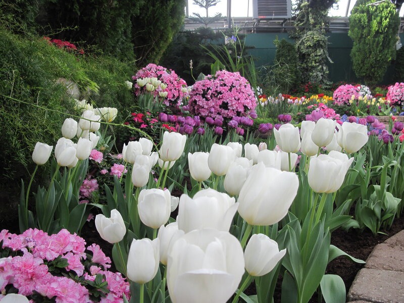 White Tulips in Garden — Serene, Spring, Photograph