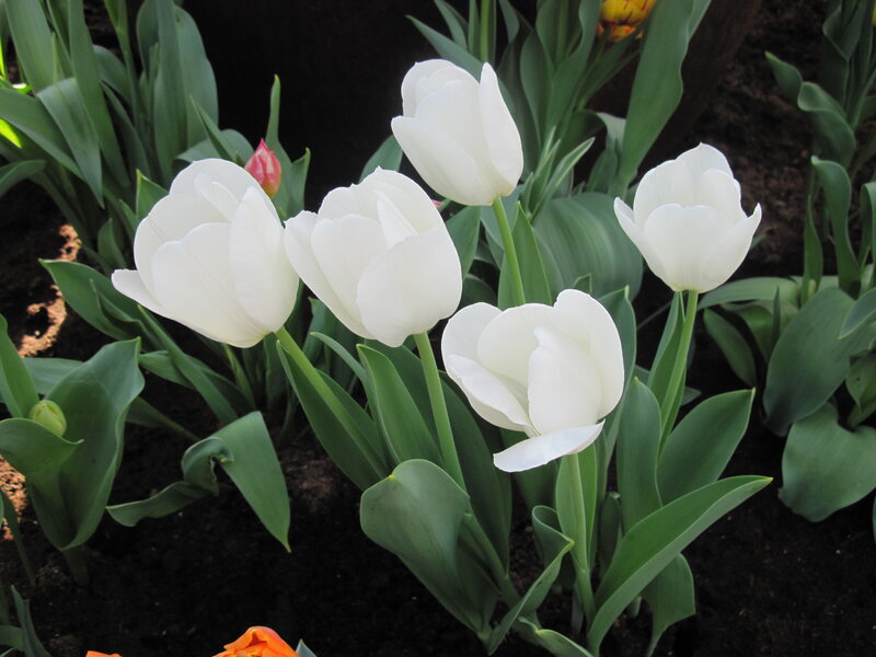 White Tulips in Garden — Serene, Spring