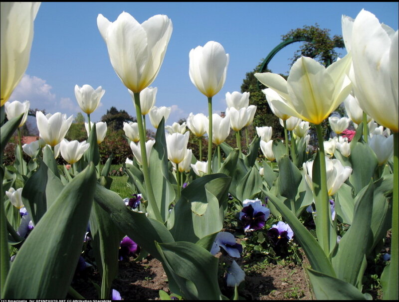 White Tulips in Garden