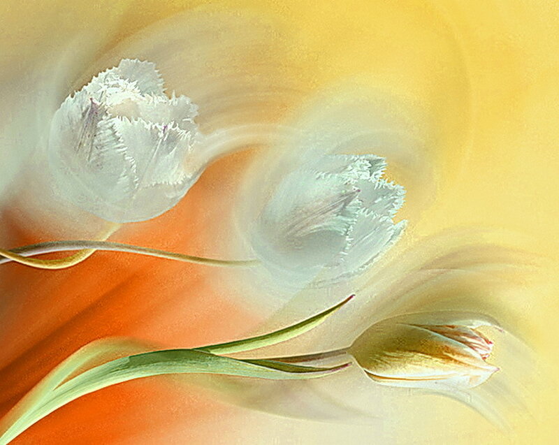 White Tulips in Motion