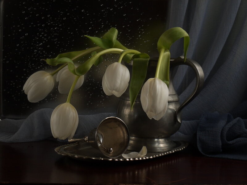 White Tulips in Pitcher — Dramatic