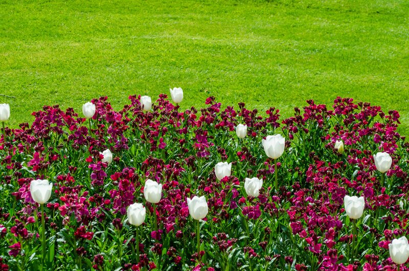 White Tulips in Purple Flowers
