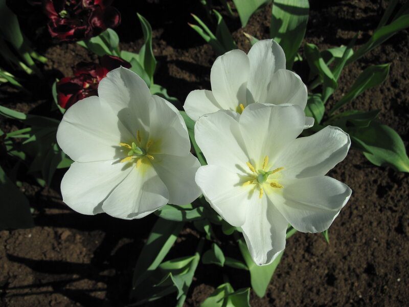 White Tulips in Soil — Serene