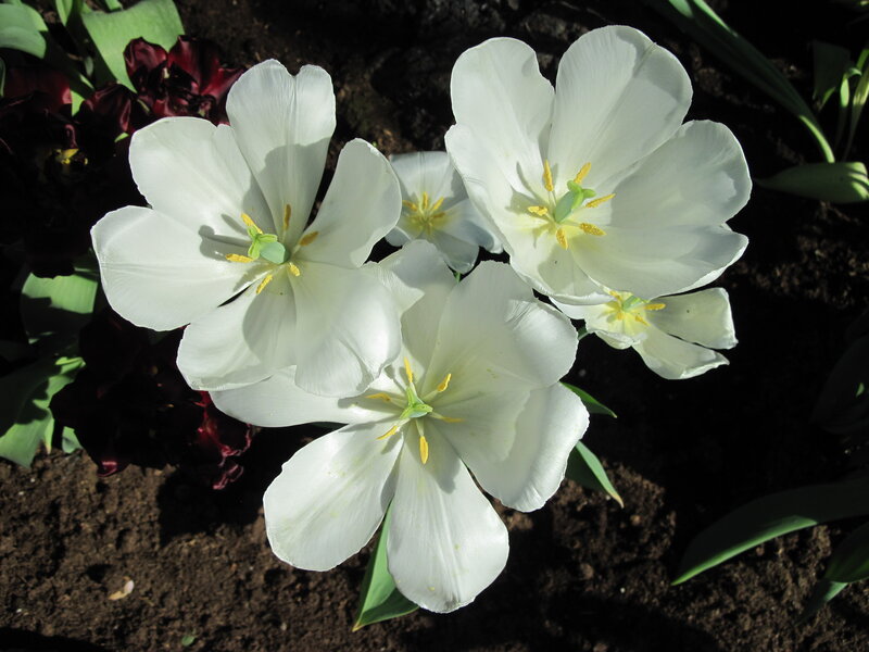 White Tulips in Soil