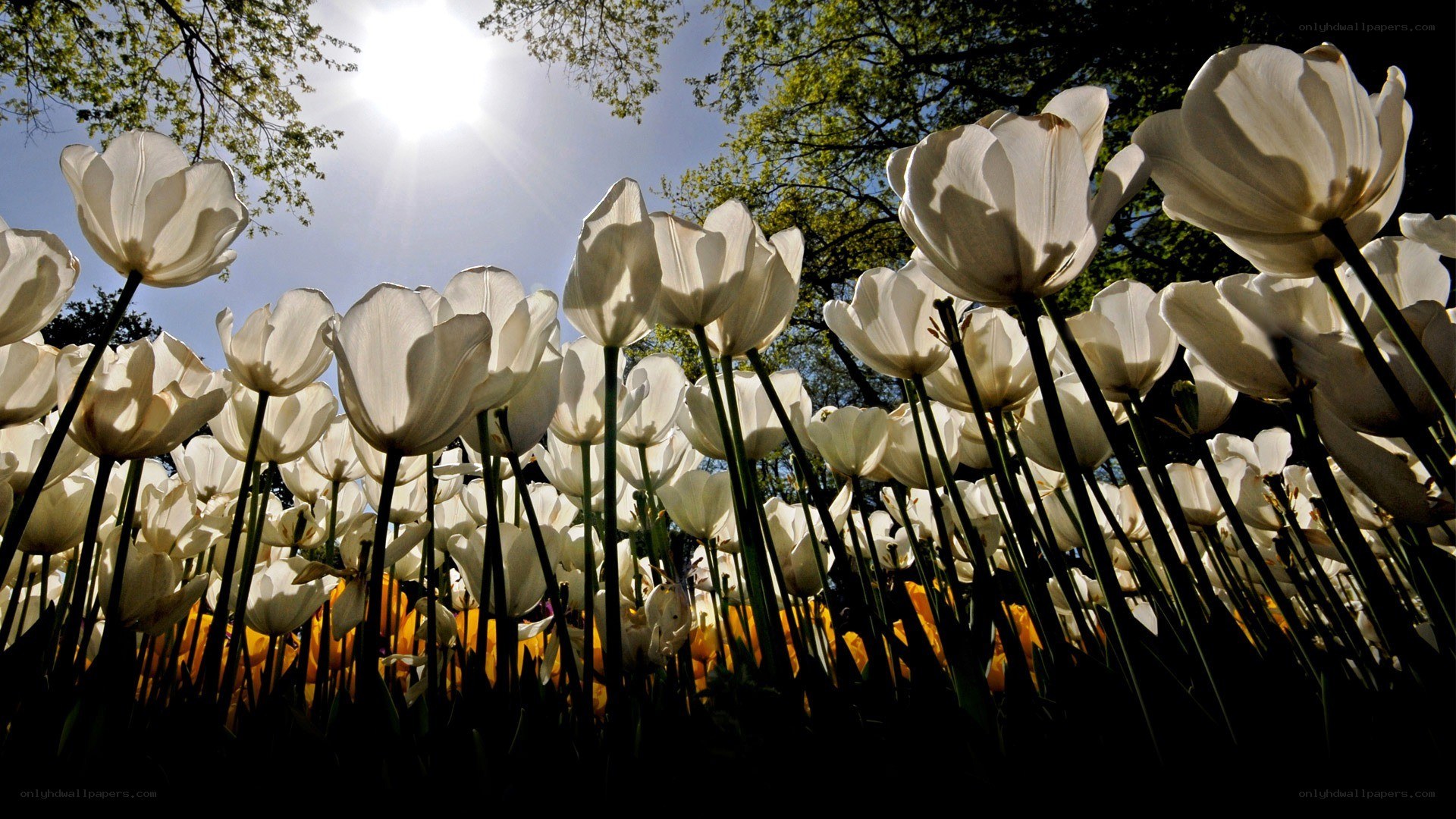 White tulips in sunlight