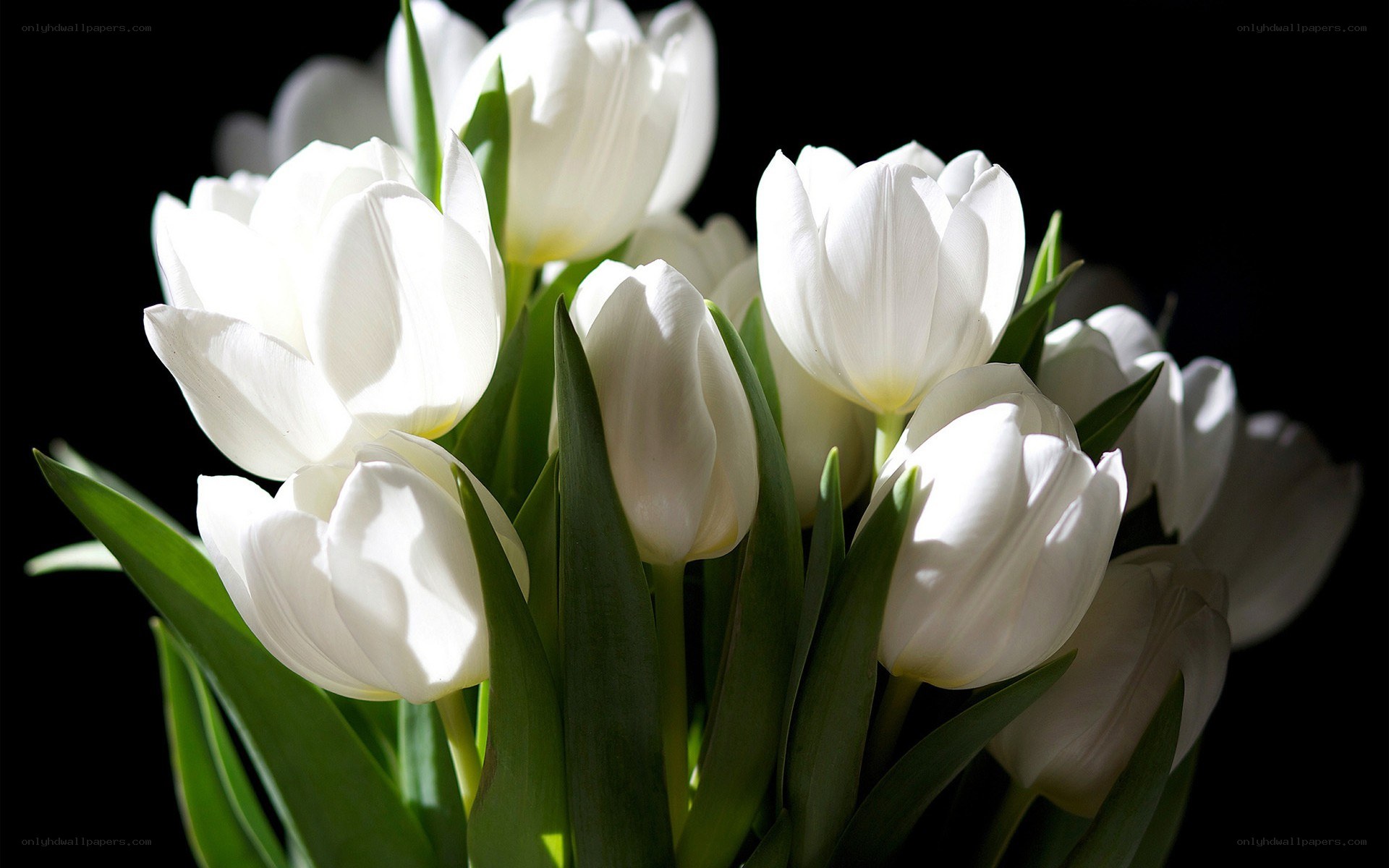 White tulips in sunlight