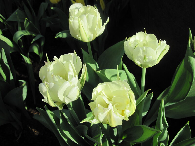White Tulips in Sunlight — Dramatic
