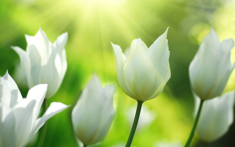 White Tulips in Sunlight — Serene