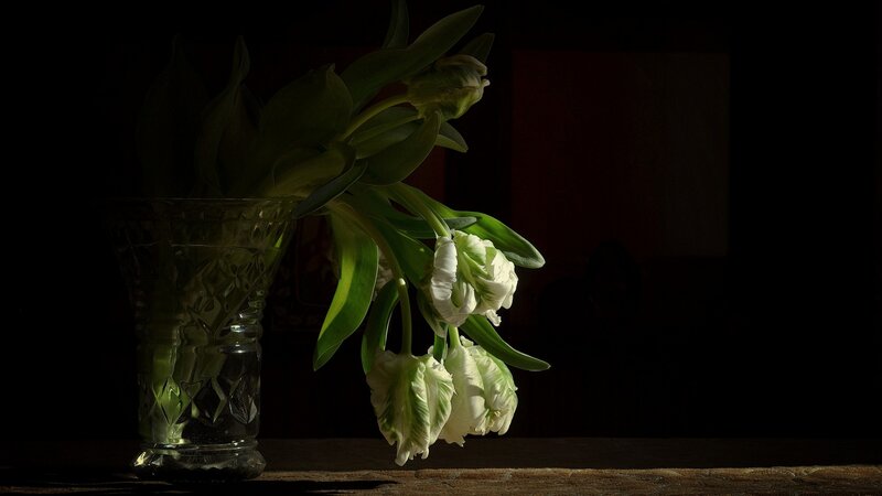 White Tulips in Vase — Black, Dramatic