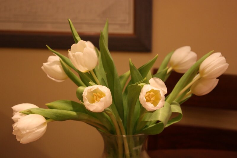 White Tulips in Vase — Calm