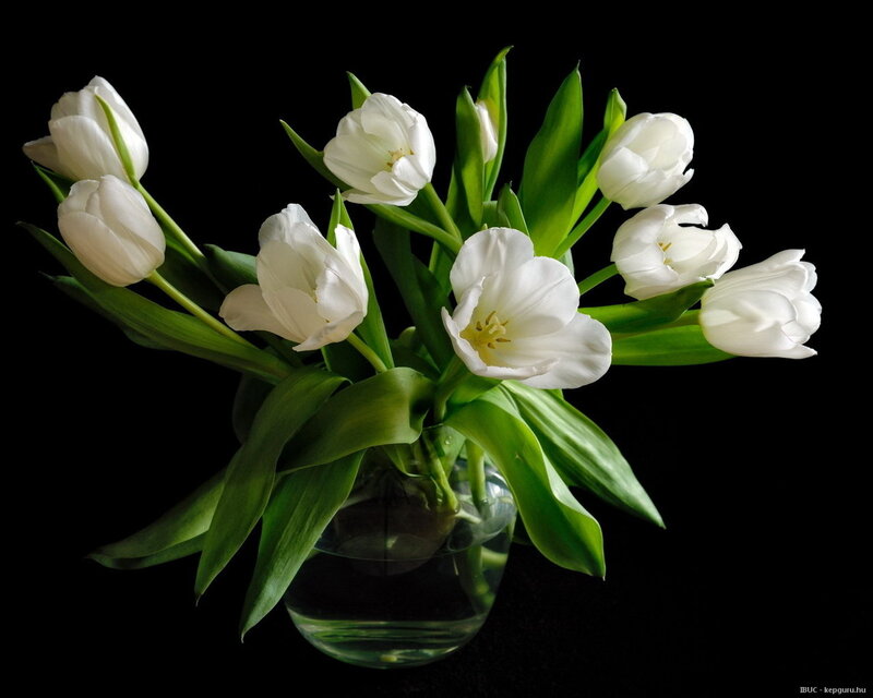 White Tulips in Vase — Dramatic