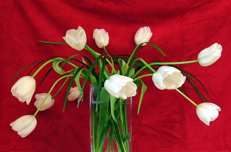 White Tulips in Vase — Red, Calm