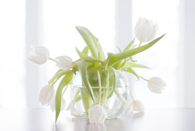 White Tulips in Vase — Serene, Morning, Photograph, Flowers