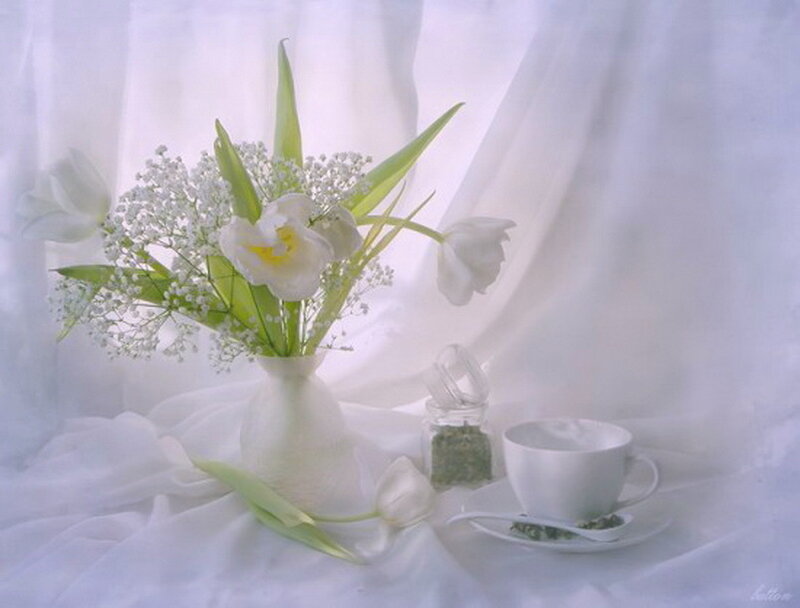 White Tulips in Vase — Serene, Morning
