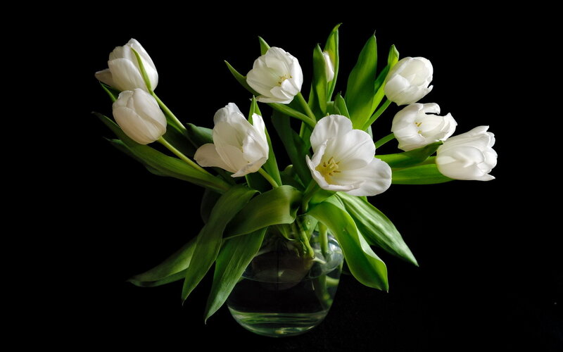 White Tulips in Vase — Serene, Photograph, Flowers, Leaves