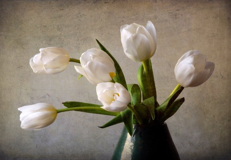 White Tulips in Vase — Serene, Photograph, Green Leaves
