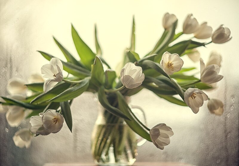 White Tulips in Vase — Serene, Photograph, Green Leaves, Window