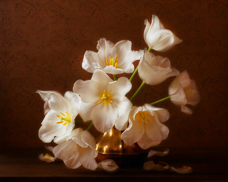 White Tulips in Vase — Serene, Photograph, Petals, Wallpaper
