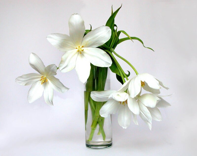 White Tulips in Vase — Serene