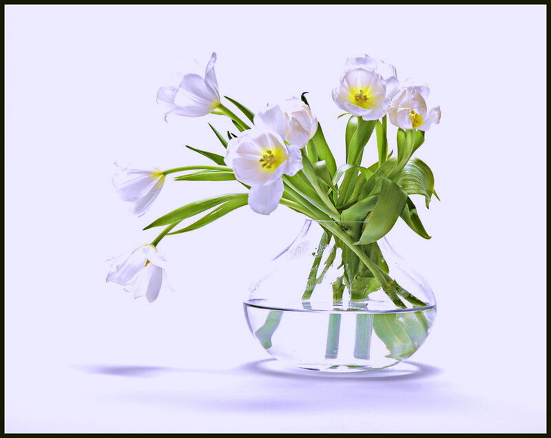 White Tulips in Vase