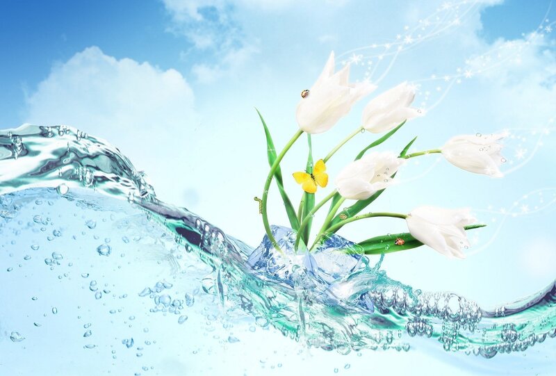 White Tulips in Water — Blue, Serene