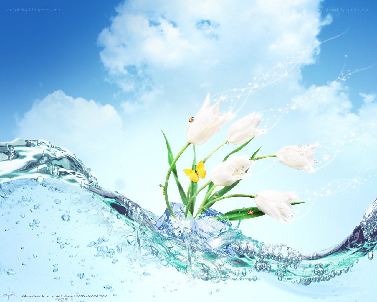 White tulips in water splash