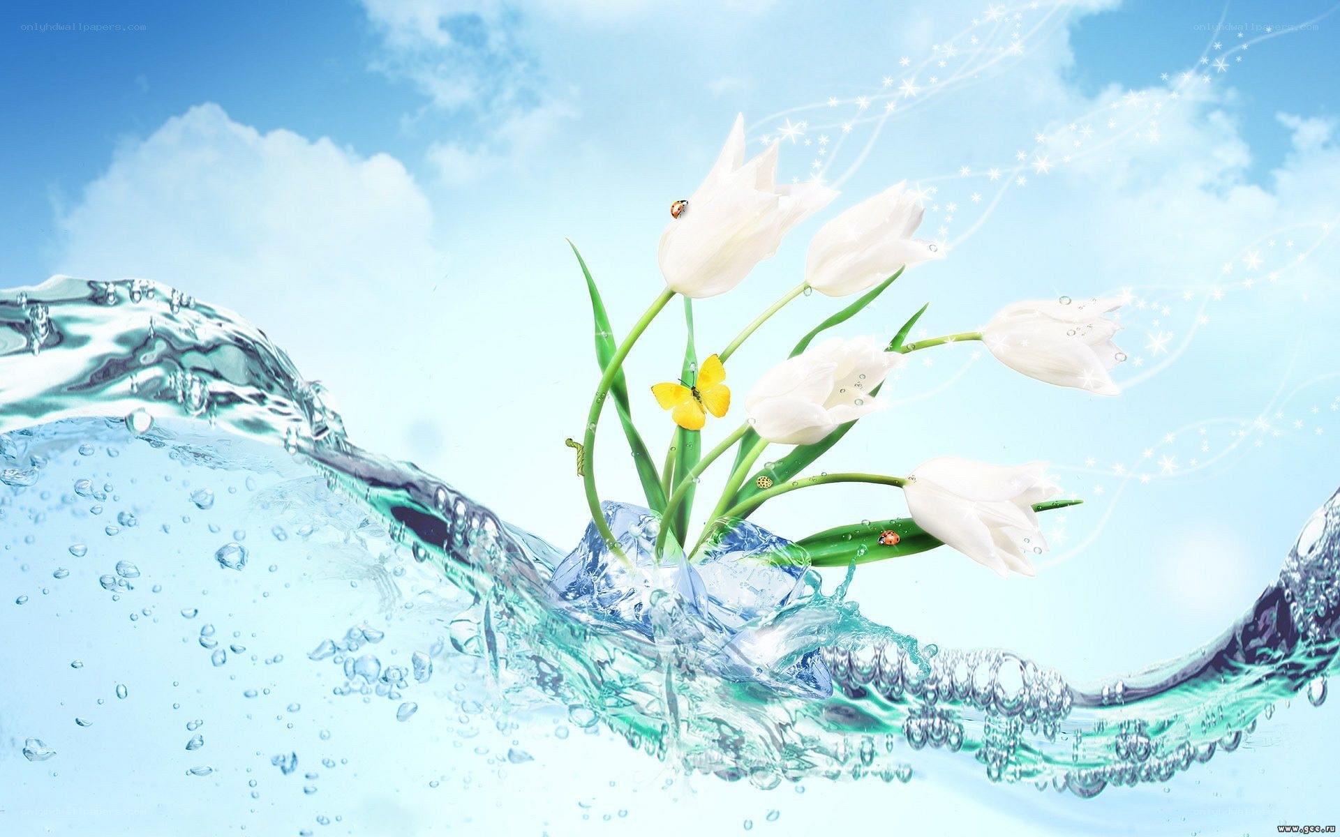 White tulips in water splash
