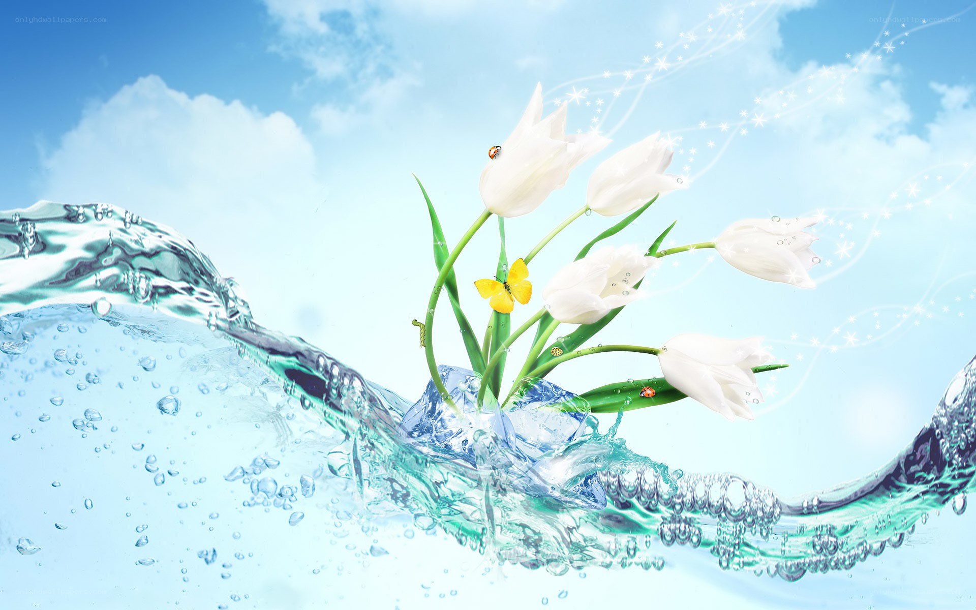 White tulips in water splash